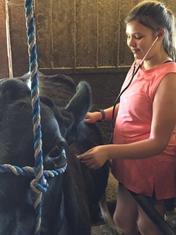 This is Channing Rutledge of Tri-Gal 4-H Club checking the Temperature, Pulse, and Respiration (TPR) of one of her Beef Cows.